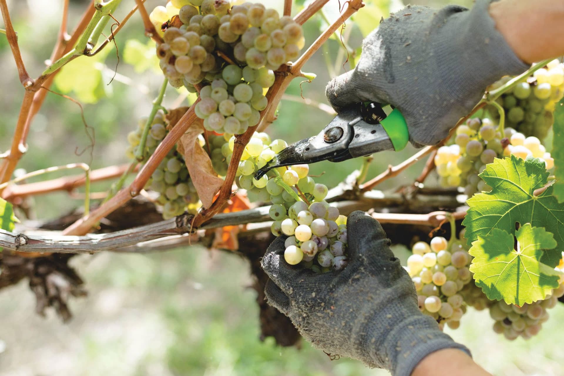 descrizione immagine