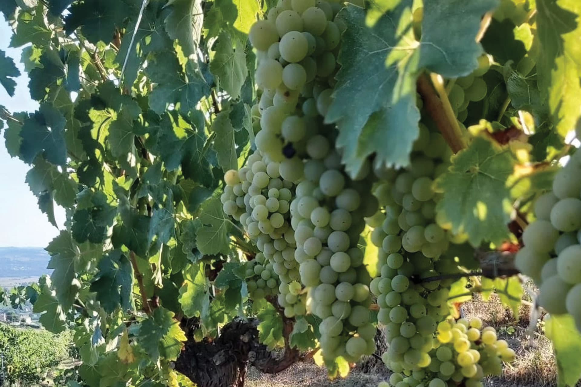 descrizione immagine